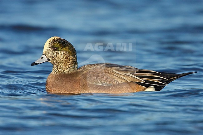 Amerikaanse Smient, American Wigeon stock-image by Agami/Glenn Bartley,