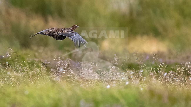 Red Grouse (Lagopus scotica) flying over the heather in Spartleton Hill, East Lothian, Scotland, United Kingdom. stock-image by Agami/Vincent Legrand,