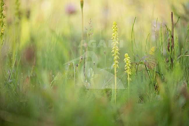 Musk Orchid, Herminium monorchis stock-image by Agami/Wil Leurs,