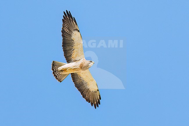 Adult (light morph)
San Diego Co., CA
April 2023 stock-image by Agami/Brian E Small,