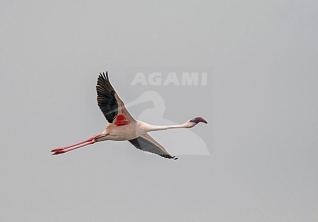 Lesser flamingo (Phoeniconaias minor) in Angola. stock-image by Agami/Pete Morris,