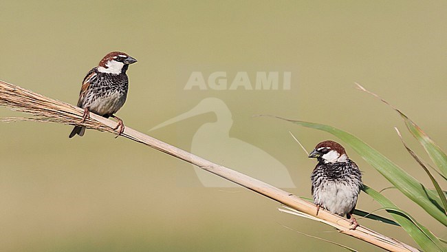 Spaanse Mus; Spanish Sparrow, Passer hispaniolensis ssp. transcaspicus, male, Turkey stock-image by Agami/Ralph Martin,