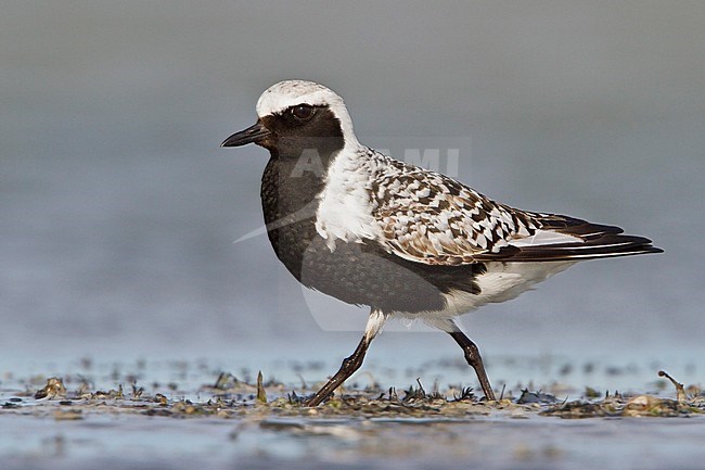 Adulte Zilverplevier; Grey Plover adult stock-image by Agami/Glenn Bartley,