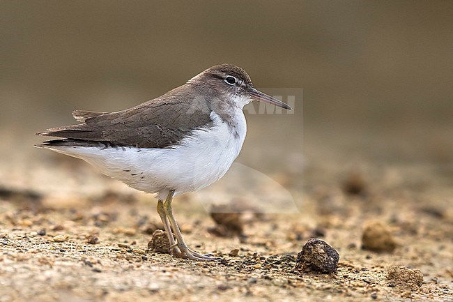 Amerikaanse Oeverloper, Spotted Sandpiper, Actitis macularius stock-image by Agami/Daniele Occhiato,