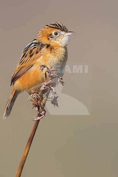 African Zitting cisticola (Cisticola juncidis) perched on a branch in Tanzania. stock-image by Agami/Dubi Shapiro,