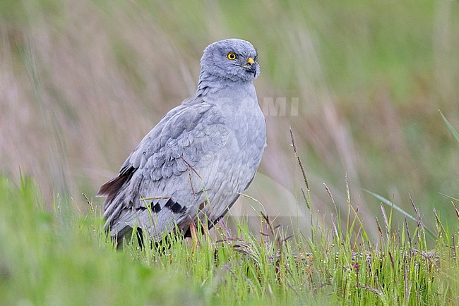 Montagu's Harrier (Circus pygargus), side view of an adult male standing among the grass, Campania, Italy stock-image by Agami/Saverio Gatto,