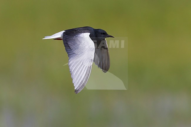 Volwassen Witvleugelstern in zomerkleed in de vlucht; Adult summer White-winged Tern in flight stock-image by Agami/Daniele Occhiato,