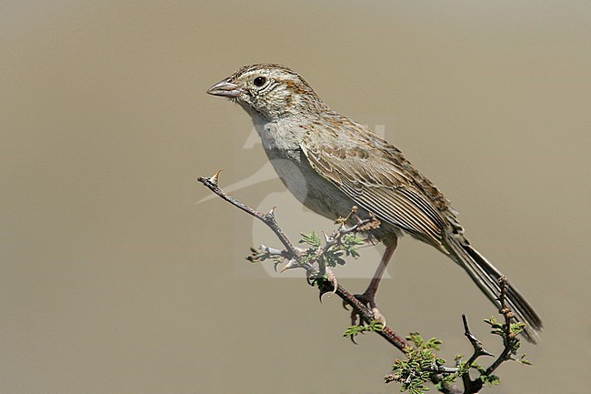 Adult
Santa Cruz Co., AZ
July 2005 stock-image by Agami/Brian E Small,