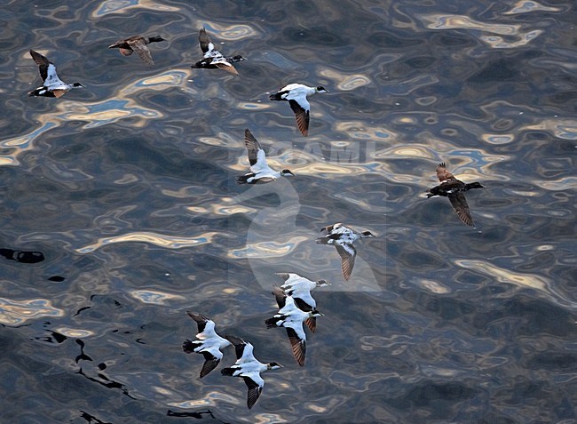 Eider, Common Eider, Somateria mollissima stock-image by Agami/Markus Varesvuo,