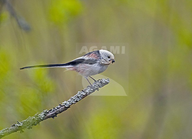 Long-tailed Tit with nest material perched on branch, Staartmees met nest materiaal zittend op tak stock-image by Agami/Markus Varesvuo,