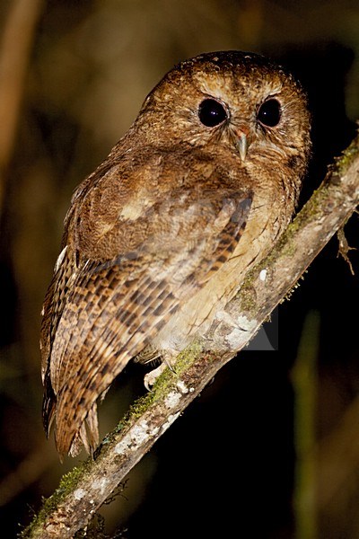 Kaneelkleurige Schreeuwuil, Cinnamon Screech-Owl stock-image by Agami/Dubi Shapiro,