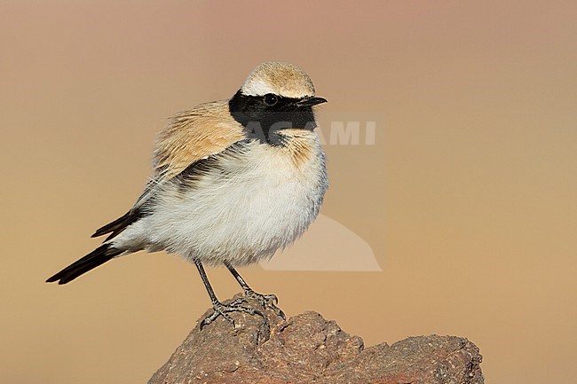 Desert Wheatear - Wüstensteinschmätzer - Oenanthe deserti ssp. homochroa, Morocco, adult male stock-image by Agami/Ralph Martin,