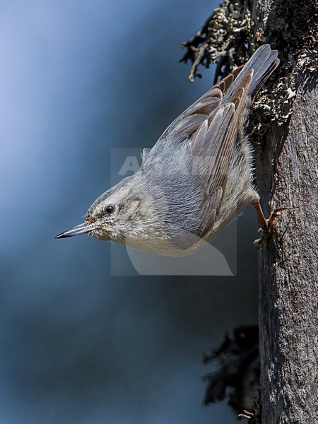 Corsicaanse Boomklever zittend in denneboom; Corsican Nuthatch perched in pinetree stock-image by Agami/Daniele Occhiato,