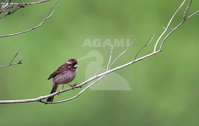 Sharpe's Rosefinch (Carpodacus verreauxii) on Er Lang Shan, Sichuan, China. stock-image by Agami/James Eaton,