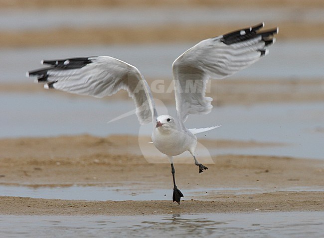 Audouins Meeuw vliegend; Audouins Gull flying stock-image by Agami/Roy de Haas,