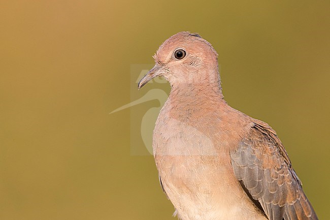 Laughing Dove (Streptopelia senegalensis), close-up of a juvenile, Dhofar, Oman stock-image by Agami/Saverio Gatto,