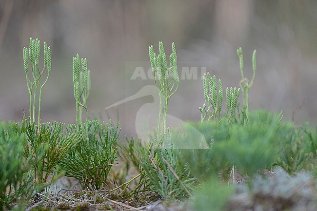 Blue clubmoss, Diphasiastrum tristachyum stock-image by Agami/Wil Leurs,