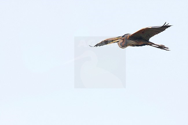 Purple Heron - Purpurreiher - Ardea purpurea ssp. purpurea, Turkey, adult stock-image by Agami/Ralph Martin,