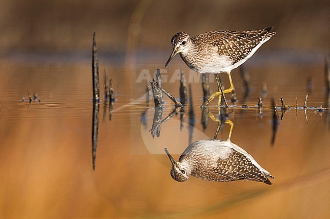 First-winter Wood Sandpiper (Tringa glareola) during autumn migration in Greece. stock-image by Agami/Ralph Martin,
