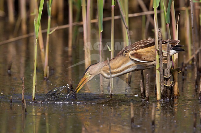 Tarabusino; Little Bittern; Ixobrychus minutus stock-image by Agami/Daniele Occhiato,