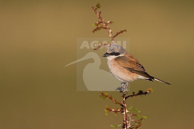 Red-backed Shrike - Neuntöter - Lanius collurio, Kazakhstan, adult male stock-image by Agami/Ralph Martin,