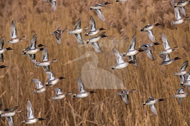 Wintertaling in vlucht, Common Teal in flight stock-image by Agami/Daniele Occhiato,
