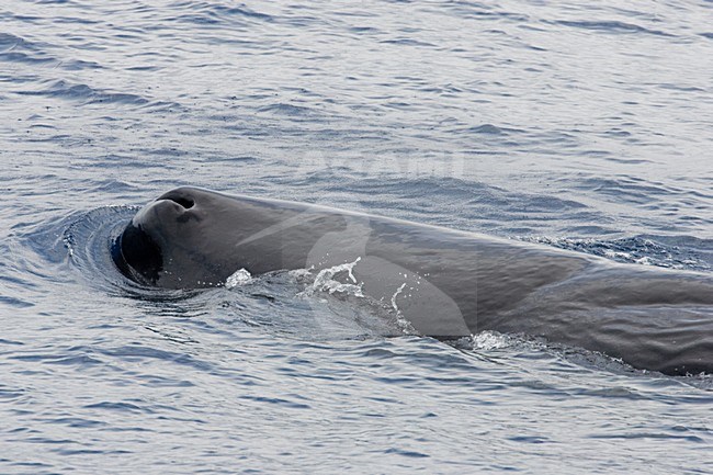 Potvis, Sperm whale stock-image by Agami/Menno van Duijn,