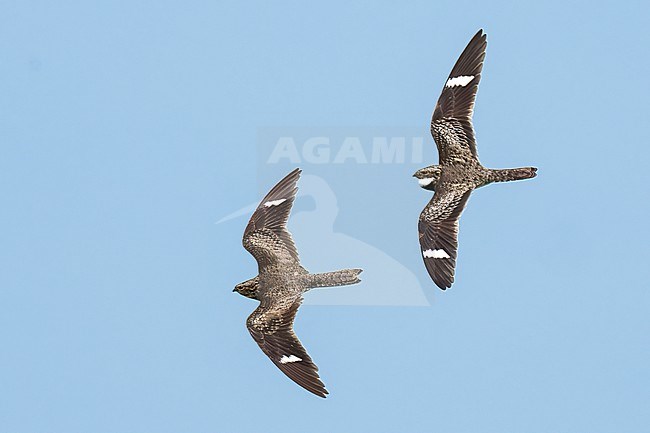 Adult male (right), Adult female (left)
Galveston Co., TX
April 2023 stock-image by Agami/Brian E Small,