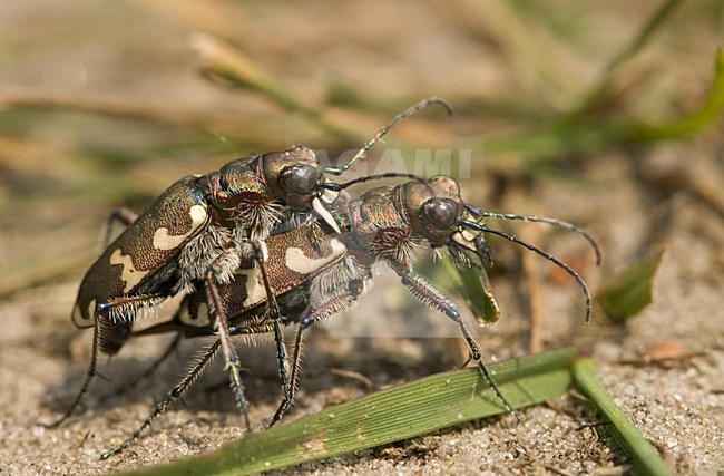 Mating Northern dune tiger beetle Netherlands, Basterd Zandloopkever Nederland stock-image by Agami/Wil Leurs,