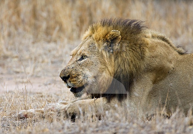 Afrikaanse Leeuw, African Lion, Panthera leo stock-image by Agami/Marc Guyt,