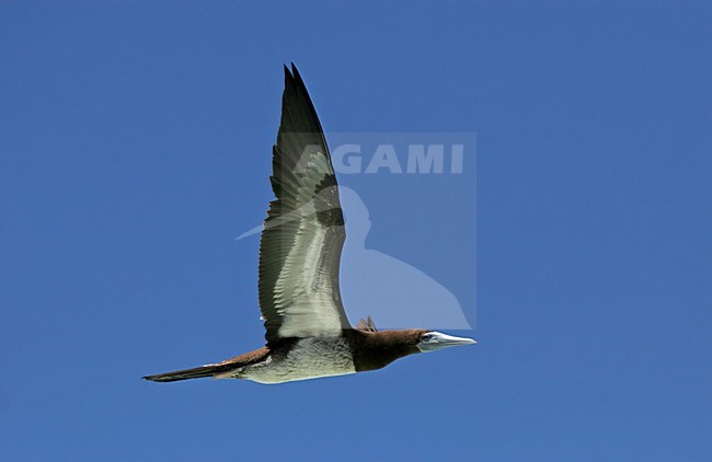 Bruine Gent, Brown Booby, Sula leucogaster stock-image by Agami/Pete Morris,