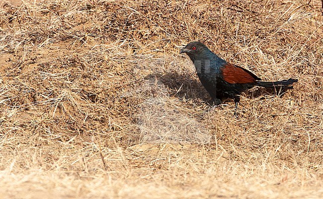Greater Coucal (Centropus sinensis) standing on the ground, right in the open, on a dry grassfield. stock-image by Agami/Marc Guyt,