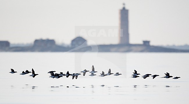 IJseend groep in vlucht; Long-tailed Duck group in flight stock-image by Agami/Markus Varesvuo,