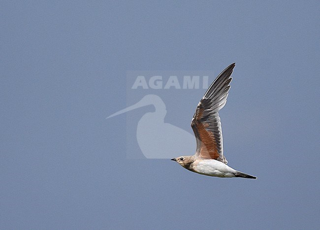 Moulting adult Collared Pratincole (Glareola pratincola) during late summer or early autumn in Spain. stock-image by Agami/Laurens Steijn,
