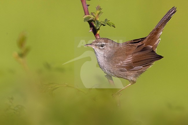 Cetti's Warbler, Cettia cetti, in Italy. Perched on a twig. stock-image by Agami/Daniele Occhiato,