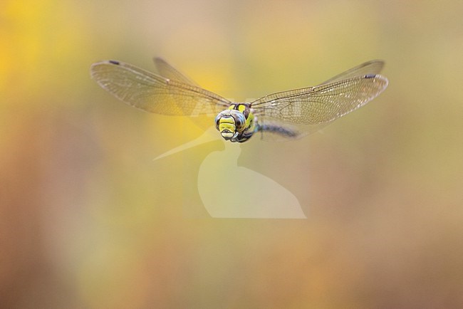 Blue Hawker (Aeshna cyanea), front view of an adult in flight, Campania, Italy stock-image by Agami/Saverio Gatto,