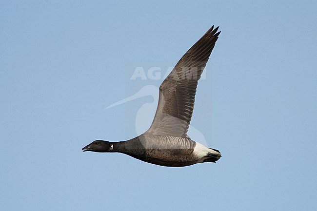 Rotgans in de vlucht; Dark-bellied Brent Goose in flight stock-image by Agami/Menno van Duijn,