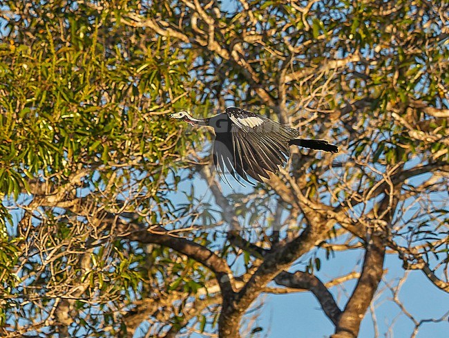 Red-throated Piping-guan, Pipile cujubi, adult in flight in Pantanal, Brazil - Vulnerable species stock-image by Agami/Andy & Gill Swash ,