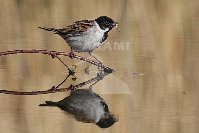 Rietgors op takje boven water; Reed Bunting on twig over water stock-image by Agami/Chris van Rijswijk,