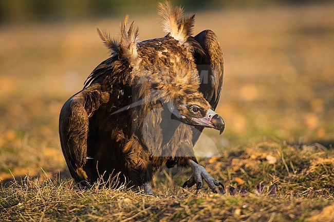 Cinereous Vulture (Aegypius monachus) in the Extremadura in Spain. Adult bird defending position with wings raised. stock-image by Agami/Wil Leurs,