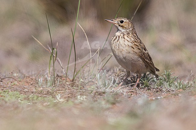 Puna Pipit (Anthus brevirostris) Perched on the ground  in Argentina stock-image by Agami/Dubi Shapiro,