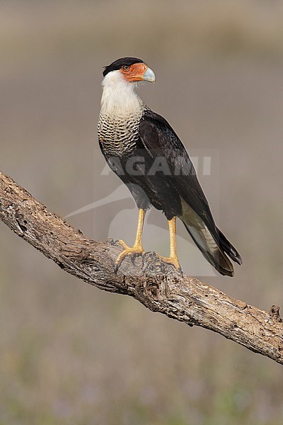 Adult
Hidalgo Co., TX
February 2014 stock-image by Agami/Brian E Small,