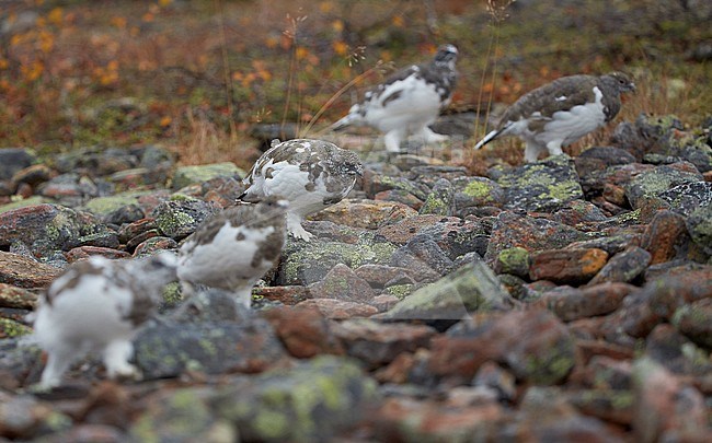 Vrouwtje Alpensneeuwhoen in zomerkleed, Female Rock Ptarmigan in summerplumage stock-image by Agami/Markus Varesvuo,