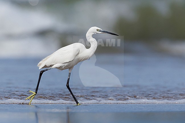 Little Egret (Egretta garzetta), standing on the shore, Eboli, Campania, Italy stock-image by Agami/Saverio Gatto,