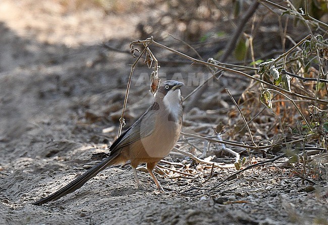 White-throated Babbler, Argya gularis, in Myanmar. stock-image by Agami/Laurens Steijn,