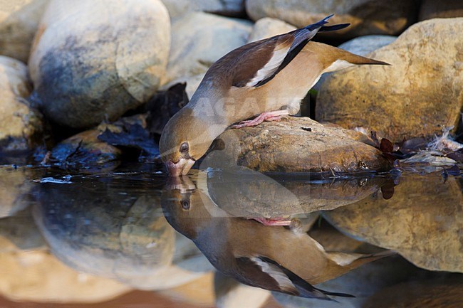 Drinkende Appelvink, Drinking Hawfinch stock-image by Agami/Daniele Occhiato,