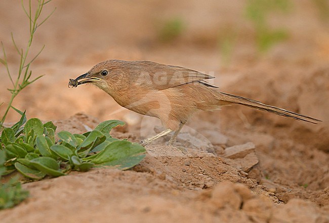 Fulvous Babbler or Fulvous Chatterer (Argya fulva) at Merzouga, Morocco stock-image by Agami/Eduard Sangster,