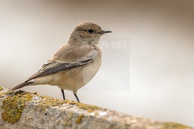 Vagrant Desert Wheatear in winter plumage (Oenanthe deserti), standing on a rock during winter in Tarragona, Catalonia, Spain in January. stock-image by Agami/Rafael Armada,