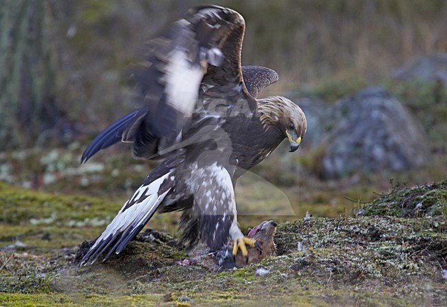 Steenarend zittend op dode Vos; Golden Eagle perched on dead Red Fox stock-image by Agami/Jari Peltomäki,