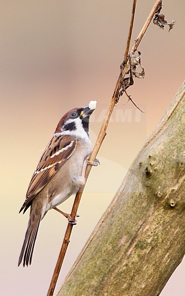 Ringmus zittend op takje, Eurasian Tree Sparrow perched on a small branch stock-image by Agami/Roy de Haas,